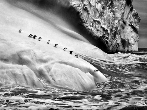 rioecultura EXPO: GNESIS [Sebastio Salgado]