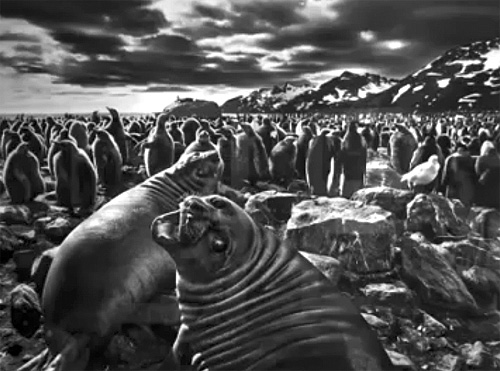 rioecultura EXPO: GNESIS [Sebastio Salgado]